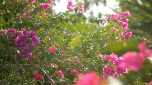 Suddig närbild makro av färgglada tropiska blommor i vår trädgård med mjuka kronblad bland soliga frodiga lövverk. Abstrakt naturlig exotisk bakgrund med kopieringsutrymme. Blommor och blad mönster. — Stockvideo