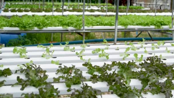 Rangées de plantes fraîches juteuses poussant sur la ferme hydroponique écologique moderne, lits de jardin. Concept d'une alimentation saine et respectueuse de l'environnement, riche en vitamines. Technologies agricoles, innovations vertes. — Video