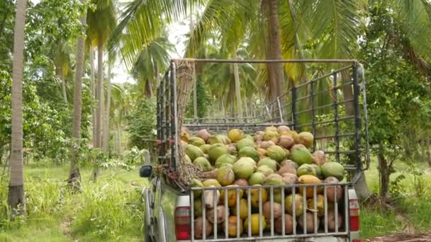 Granja de coco con frutos secos listos para la producción de aceite y pulpa. Grandes pilas de cocos maduros clasificados. Isla tropical Paradise Samui en Tailandia. Agricultura tradicional asiática . — Vídeos de Stock