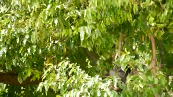在昂通国家公园自然栖息地的绿叶中，可爱的眼镜状叶子萎靡不振，树梢上长满了乌黑的猴子。濒危动物的野生动物。环境保护概念 — 图库视频影像