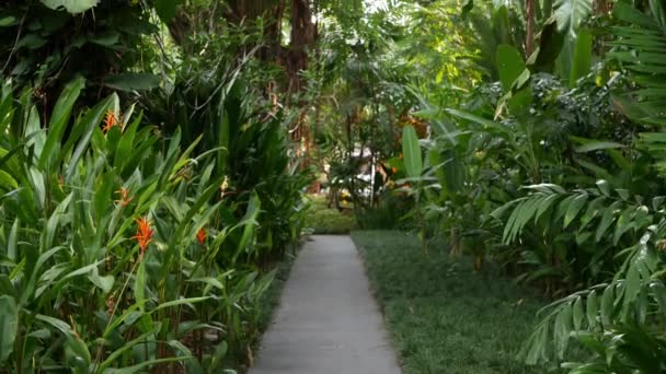Gyönyörű táj egzotikus trópusi kertben. Sűrű járhatatlan trópusi kertben lakott gyönyörű egzotikus növények. — Stock videók