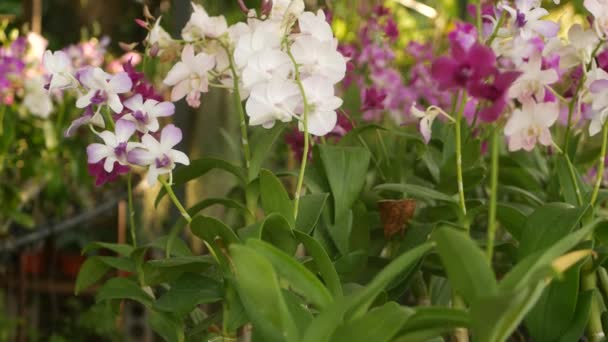 Hermosas orquídeas lila púrpura y magenta creciendo sobre fondo borroso del parque verde. Primer plano de los pétalos macro tropicales en el jardín de primavera entre los rayos soleados. Flor floral delicada exótica con espacio de copia — Vídeos de Stock