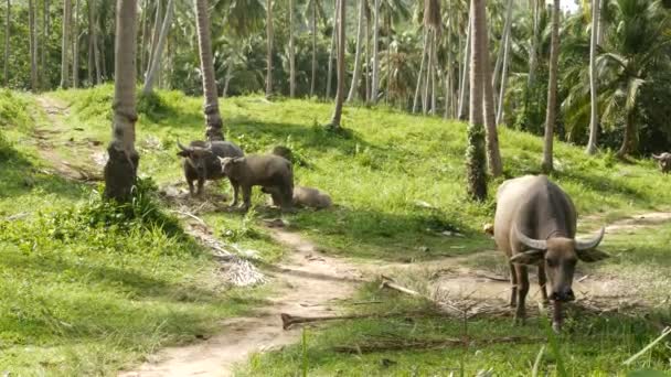 Buffalo familie tussen groene vegetatie. Grote goed onderhouden stieren grazen in het groen, typisch landschap van kokospalmplantage in Thailand. Landbouw concept, traditionele veeteelt in Azië — Stockvideo