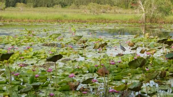 Západní bažiny na jezeře s lekníny, růžové lotosy v ponuré vodě odrážející ptáky. Stěhovaví ptáci ve volné přírodě. Exotický tropický rybník. Ochrana životního prostředí, ohrožené druhy.