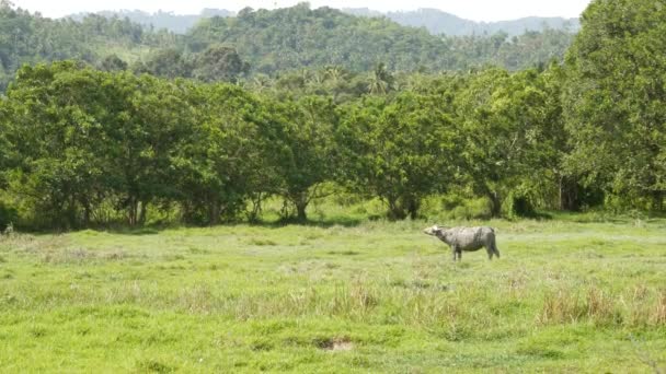 Side view of grey healthy asian water buffalo feeding on pasture with green juicy grass surrounded bright trees. Typical landscape in Thailand. Agriculture concept, traditional livestock in Asia. — Stock Video
