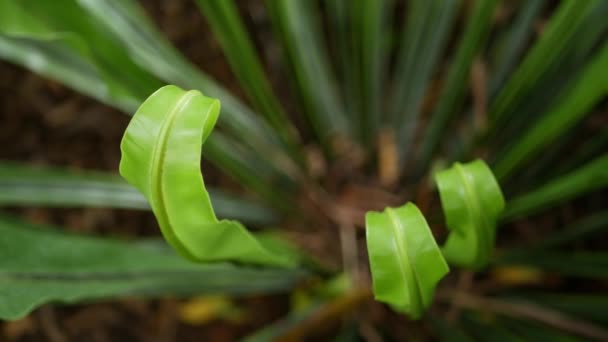 Birds Nest fern, Asplenium nidus. Wild Paradise rainforest jungle plant as natural floral background. Abstract texture close up of fresh exotic tropical green fresh curly leaves in fantasy dark woods — Stock Video