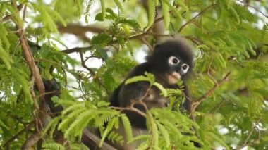 Şirin gözlüklü yaprak langur, ağaç dalındaki esmer maymun doğal yaşam alanındaki Ang Tanga ulusal parkında yeşil yaprakların arasında. Nesli tükenmekte olan hayvan türlerinin vahşi yaşamı. Çevre koruma kavramı