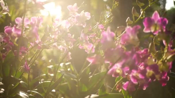 Bellissime orchidee lilla viola e magenta che crescono su sfondo sfocato di parco verde. Chiudere petali macro tropicali in giardino primaverile tra raggi di sole. Fiori esotici delicati floreali con spazio copia — Video Stock