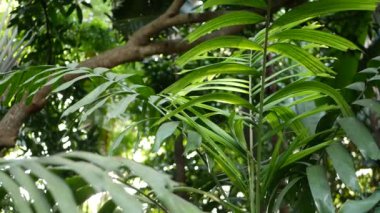 Bulanık, parlak, sulu, egzotik tropikal orman, arka plan dokusu, telif uzayı. Bahçedeki yemyeşil yapraklar. Soyut koyu yeşil bitki örtüsü deseni, vahşi yaz yağmur ormanları..