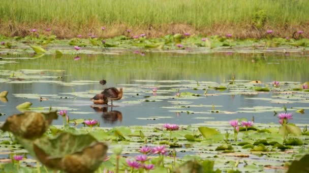 Bebek di danau dengan bunga lili air, teratai merah muda di air suram mencerminkan burung. Burung migrasi di alam liar. Lanskap tropis eksotis dengan kolam. Konservasi lingkungan, konsep spesies yang terancam punah — Stok Video