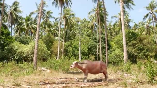 Albino buffel bland grön vegetation. Stor välskött tjur betar i grönska, typiskt landskap av kokospalmplantage i Thailand. Jordbrukskoncept, traditionell boskap i Asien — Stockvideo