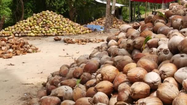 Granja de coco con frutos secos listos para la producción de aceite y pulpa. Grandes pilas de cocos maduros clasificados. Isla tropical Paradise Samui en Tailandia. Agricultura tradicional asiática . — Vídeo de stock