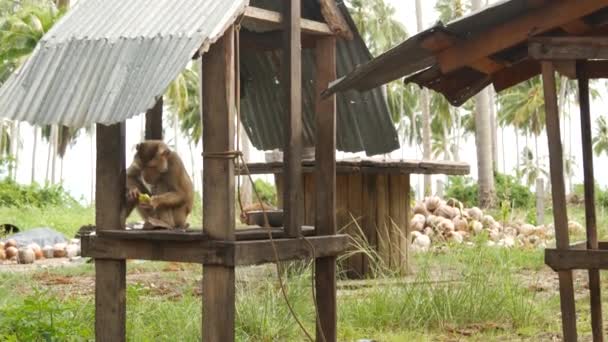 Cute monkey worker rest from coconut harvest collecting. The use of animal labor in captivity on the chain. Farm with nuts ready for oil and pulp production. Traditional asian agriculture in Thailand — 图库视频影像