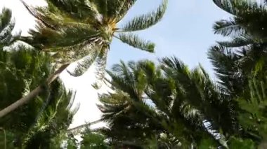 Hindistan cevizi palmiyeleri mavi güneşli gökyüzü manzarasına karşı taçlandırılır. Cennet kıyısındaki tropik seyahat arka planında. Yeşil yaprakların rüzgarda sallandığı yaz sahnesi