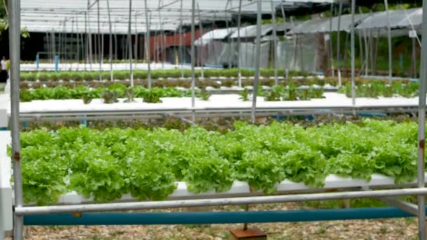 Řady čerstvých šťavnatých rostlin rostoucích na moderní ekologické hydroponické farmě, zahradní záhony. Koncept zdravé, ekologicky vyvážené stravy bohaté na vitamíny. Zemědělské technologie, jít ekologické inovace. — Stock video