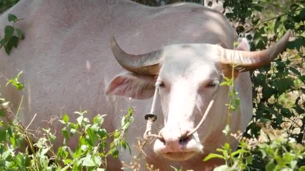 Yeşil bitkilerin arasında albino bufalo. Tayland 'daki tipik hindistan cevizi palmiyesi çiftliği manzarası. Tarım kavramı, Asya 'daki geleneksel çiftlik hayvanları. — Stok video