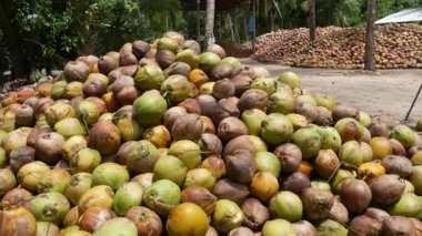 Coconut farm with nuts ready for oil and pulp production. Large piles of ripe sorted coconuts. Paradise Samui tropical island in Thailand. Traditional asian agriculture.