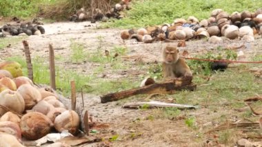 Cute monkey worker rest from coconut harvest collecting. The use of animal labor in captivity on the chain. Farm with nuts ready for oil and pulp production. Traditional asian agriculture in Thailand