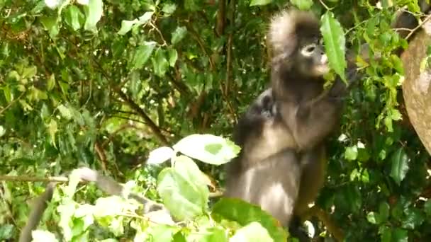 Söta glasögonlöv langur, dunkel apa på trädgren mitt bland gröna blad i Ang Thong nationalpark i naturlig miljö. Djurliv av utrotningshotade djurarter. Miljöskyddskoncept — Stockvideo