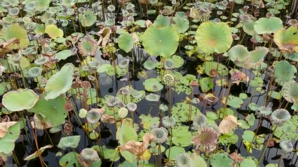 De arriba las hojas verdes amarillas de loto sobre el tallo alto y las semillas en el agua sombría. Lago, estanque o pantano. Símbolo Buddista. Textura de hojas tropicales exóticas. Patrón de fondo de vegetación oscura natural abstracta. — Vídeo de stock