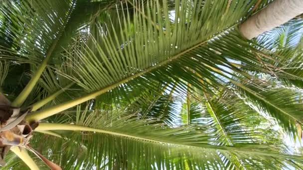 Coconut palm trees crowns against blue sunny sky perspective view from the ground. Tropical travel background landscape at paradise coast. Summer beach nature scene with green leaves sway in the wind — Stock Video