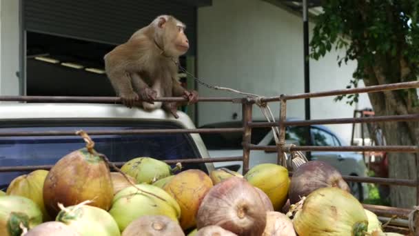 Cute monkey worker rest from coconut harvest collecting. The use of animal labor in captivity on the chain. Farm with nuts ready for oil and pulp production. Traditional asian agriculture in Thailand — Αρχείο Βίντεο