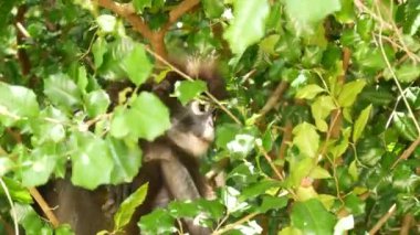 Şirin gözlüklü yaprak langur, ağaç dalındaki esmer maymun doğal yaşam alanındaki Ang Tanga ulusal parkında yeşil yaprakların arasında. Nesli tükenmekte olan hayvan türlerinin vahşi yaşamı. Çevre koruma kavramı