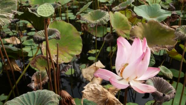 Von oben grüne gelbe Lotusblätter an hohen Stängeln und Samen in düsterem Wasser. See, Teich oder Sumpf. Buddistisches Symbol. Exotische tropische Blätter Textur. Abstrakte natürliche dunkle Vegetation Hintergrundmuster. — Stockvideo