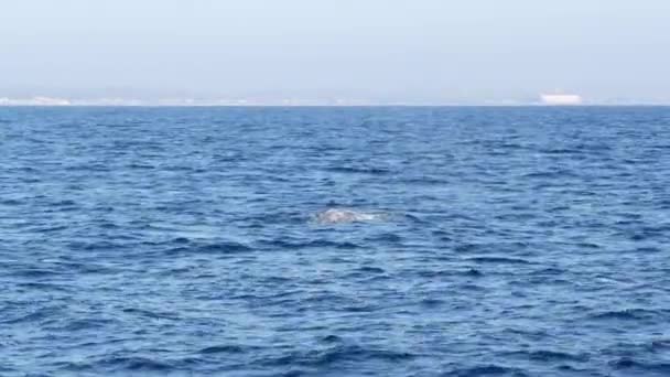 Meerblick vom Boot des Grauwals im Ozean während einer Walbeobachtungstour, Kalifornien, USA. eschrichtius robustus wandert nach Süden in die wintergebärende Lagune entlang der Pazifikküste. Meeresfauna. — Stockvideo