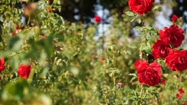 İngiliz gül bahçesi. Rosarium Çiçek arka planı. Yumuşak çiçekler açıyor, bal arısı polen topluyor. Tespih çiçeği tarlasına yakın çekim. Çiçekli çalı, böceklerle ve hassas yapraklarla seçici bir odak..