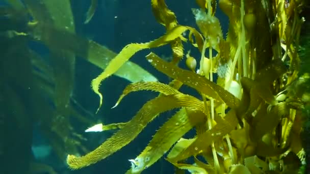 Light rays filter through a Giant Kelp forest. Macrocystis pyrifera. Diving, Aquarium and Marine concept. Underwater close up of swaying Seaweed leaves. Sunlight pierces vibrant exotic Ocean plants — Stock Video