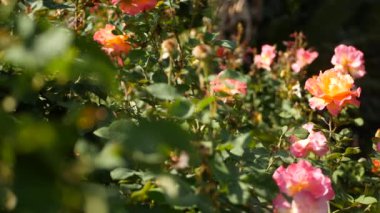 İngiliz gül bahçesi. Rosarium Çiçek arka planı. Yumuşak çiçekler açıyor, bal arısı polen topluyor. Tespih çiçeği tarlasına yakın çekim. Çiçekli çalı, böceklerle ve hassas yapraklarla seçici bir odak..