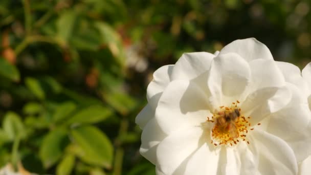 Αγγλικός κήπος με τριαντάφυλλα. Ροσάριο Floral φόντο. Τα τρυφερά λουλούδια ανθίζουν, η μέλισσα συλλέγει γύρη. Κοντινό πλάνο του κομπολόι κρεβάτι λουλούδι. Ανθοφόρος θάμνος, επιλεκτική εστίαση με έντομα και λεπτά πέταλα. — Αρχείο Βίντεο