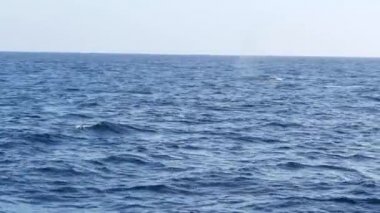 Okyanustaki Gri Balina 'nın teknesinden Kaliforniya, Kaliforniya' ya balina izleme gezisi sırasında deniz manzarası. Eschrichtius robustus, Pasifik kıyısı boyunca güneye, doğum lagünlerine göç eder. Deniz yaban hayatı.
