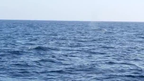 Vista del paisaje marino desde el barco de Grey Whale en Ocean durante el viaje de Whalewatching, California, Estados Unidos. Eschrichtius robustus migrando al sur de la laguna de parto de invierno a lo largo de la costa del Pacífico. Vida silvestre marina . — Vídeos de Stock