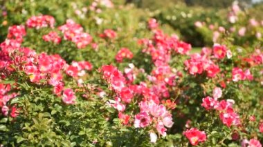 İngiliz gül bahçesi. Rosarium Çiçek arka planı. Yumuşak çiçekler açıyor, bal arısı polen topluyor. Tespih çiçeği tarlasına yakın çekim. Çiçekli çalı, böceklerle ve hassas yapraklarla seçici bir odak..