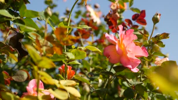イギリスのバラ園。ロザリウムの花の背景。花を咲かせ、ミツバチが花粉を集めます。バラ色の花壇のクローズアップ。開花ブッシュ、昆虫と繊細な花びらで選択的な焦点. — ストック動画