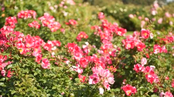 英国玫瑰花园。玫瑰花的背景。柔嫩的花朵绽放,蜜蜂采集花粉.念珠花坛的特写。花丛，昆虫和娇嫩花瓣的选择性焦点. — 图库视频影像