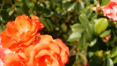 İngiliz gül bahçesi. Rosarium Çiçek arka planı. Yumuşak çiçekler açıyor, bal arısı polen topluyor. Tespih çiçeği tarlasına yakın çekim. Çiçekli çalı, böceklerle ve hassas yapraklarla seçici bir odak..
