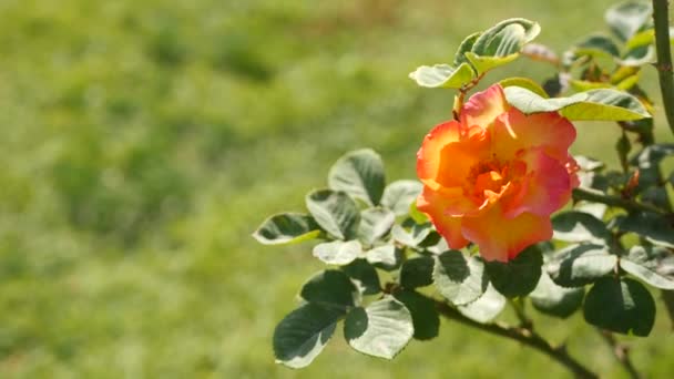 Angol rózsa kert. Rosarium Virágos háttér. Gyengéd virágok virágoznak, a méh virágport gyűjt. Közelkép a rózsafüzér virágágyás. Virágzó bokor, szelektív fókusz rovarokkal és finom szirmokkal. — Stock videók