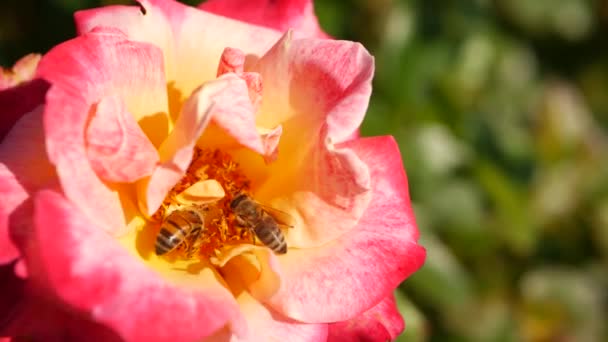 English roses garden. Rosarium Floral background. Tender flowers Blooming, honey bee collects pollen. Close-up of rosary flower bed. Flowering bush, selective focus with insects and delicate petals. — Stock Video