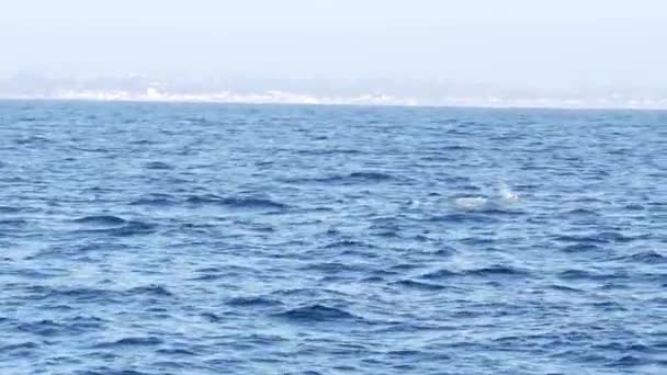 Okyanustaki Gri Balina 'nın teknesinden Kaliforniya, Kaliforniya' ya balina izleme gezisi sırasında deniz manzarası. Eschrichtius robustus, Pasifik kıyısı boyunca güneye, doğum lagünlerine göç eder. Deniz yaban hayatı. — Stok video