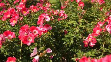 İngiliz gül bahçesi. Rosarium Çiçek arka planı. Yumuşak çiçekler açıyor, bal arısı polen topluyor. Tespih çiçeği tarlasına yakın çekim. Çiçekli çalı, böceklerle ve hassas yapraklarla seçici bir odak..