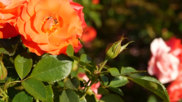 Jardin de roses anglais. Rosarium Fond floral. Fleurs tendres Floraison, abeille mellifère collecte le pollen. Gros plan du parterre de fleurs du chapelet. Buisson fleuri, foyer sélectif avec insectes et pétales délicats. — Video