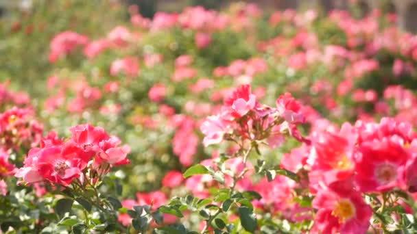 Engelse rozen tuin. Rosarium Bloemen achtergrond. Zachte bloemen Bloeien, honingbij verzamelt stuifmeel. Close-up van rozenkrans bloembed. Bloeiende struik, selectieve focus met insecten en delicate bloemblaadjes. — Stockvideo