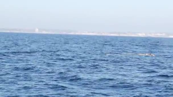 Seascape View from the boat of Grey Whale in Ocean during Whalewatching trip, Καλιφόρνια, Usa. Ο Eschrichtius robustus μεταναστεύει νότια στη χειμερινή λιμνοθάλασσα κατά μήκος της ακτής του Ειρηνικού. Θαλάσσια άγρια φύση. — Αρχείο Βίντεο