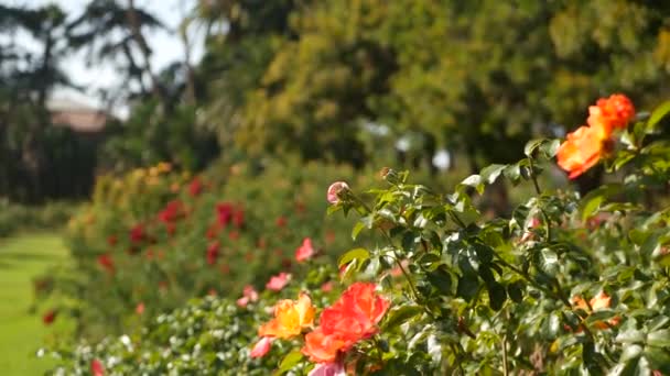 English roses garden. Rosarium Floral background. Tender flowers Blooming, honey bee collects pollen. Close-up of rosary flower bed. Flowering bush, selective focus with insects and delicate petals. — Stock Video