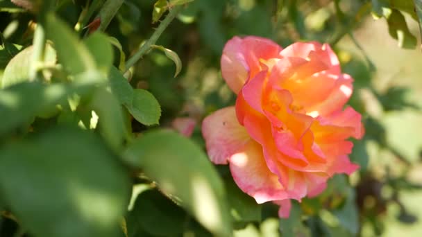 Engelska rosor trädgård. Rosarium blommig bakgrund. Vinnare blommor Blommar, honung bi samlar pollen. Närbild av radband blomma säng. Blommande buske, selektivt fokus med insekter och fina kronblad. — Stockvideo