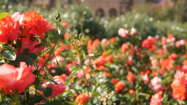 English roses garden. Rosarium Floral background. Tender flowers Blooming, honey bee collects pollen. Close-up of rosary flower bed. Flowering bush, selective focus with insects and delicate petals. — Stock Video