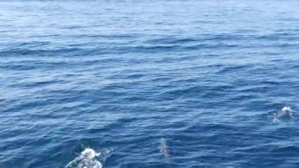 Vista do barco, cápsula de golfinhos comuns em águas abertas durante a excursão de observação de baleias, sul da Califórnia. Salte do Oceano Pacífico fazendo salpicos e nadando no mar. Vida selvagem marinha — Vídeo de Stock